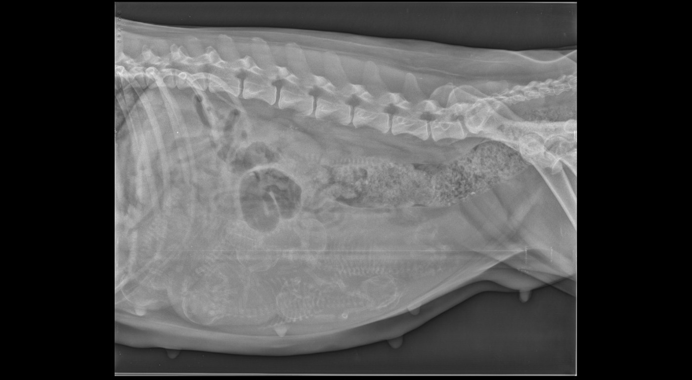 Derniers examens de contrôle avant la mise-bas.