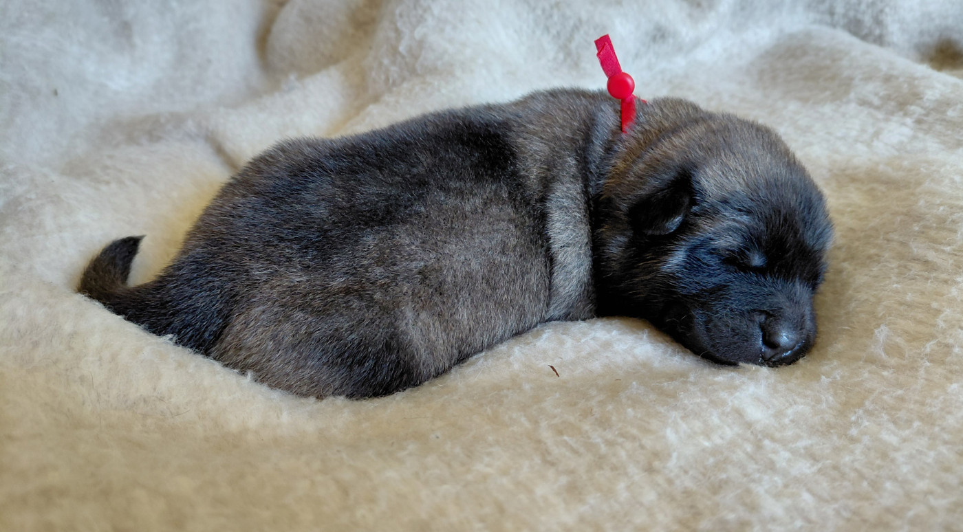 Chiot Eurasier Des Brumes D'Enez