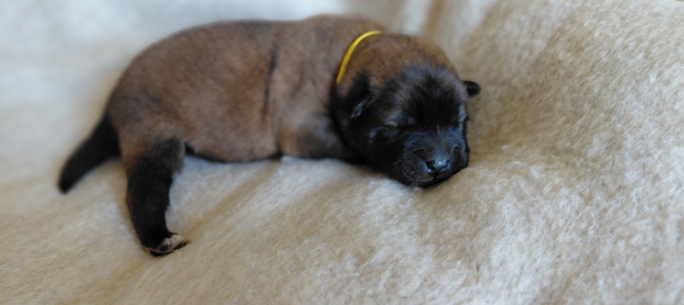 Des Brumes D'Enez - Chiots disponibles - Eurasier