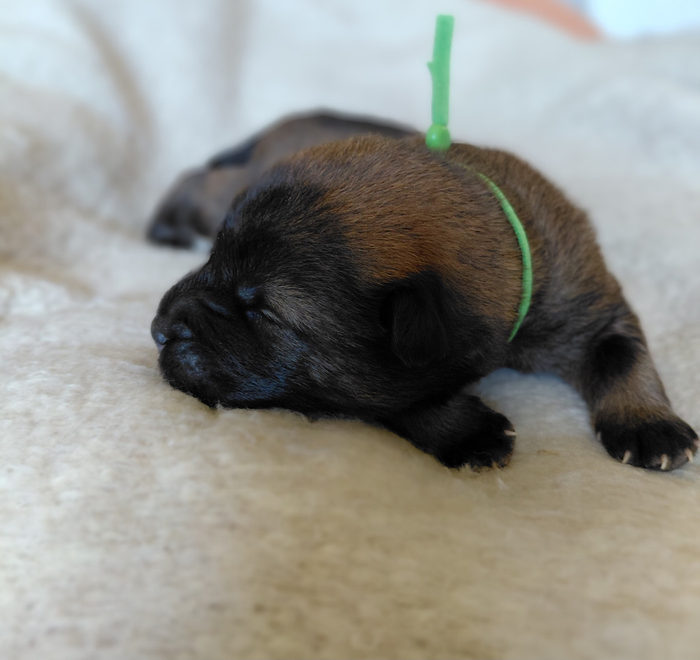 Des Brumes D'Enez - Chiots disponibles - Eurasier