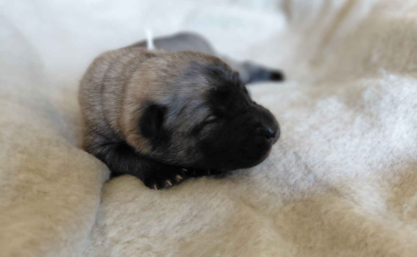 Des Brumes D'Enez - Chiots disponibles - Eurasier